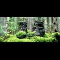wandelschoenen meditatief.jpg